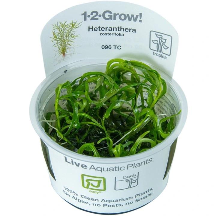 Tropica Heteranthera zosterifolia 1-2-GROW x 3